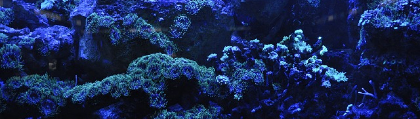 Korallen Riff | Bildquelle: Pixabay.com