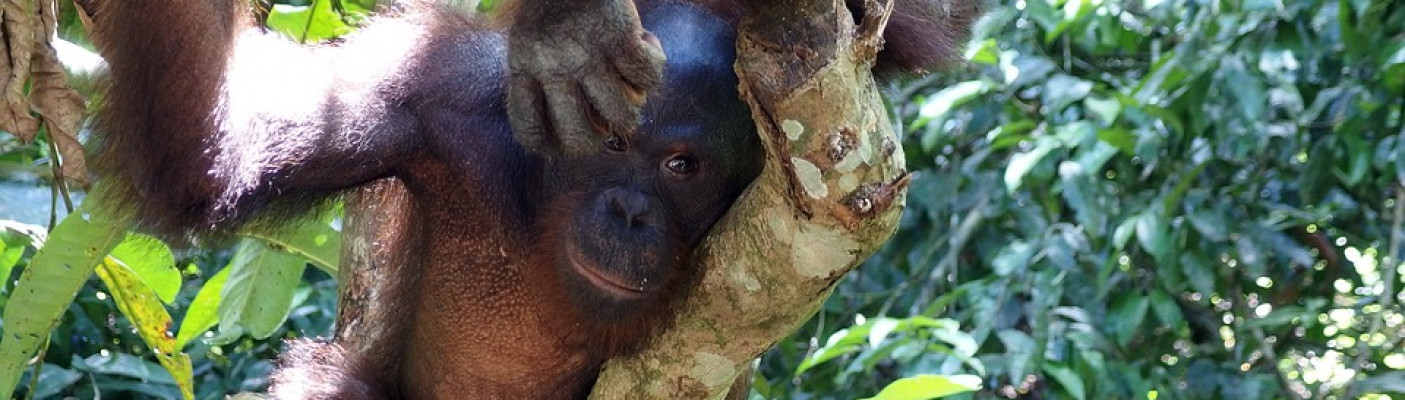 Orang-Utan Zoo vor Pflanzen auf Ast | Bildquelle: Pixabay