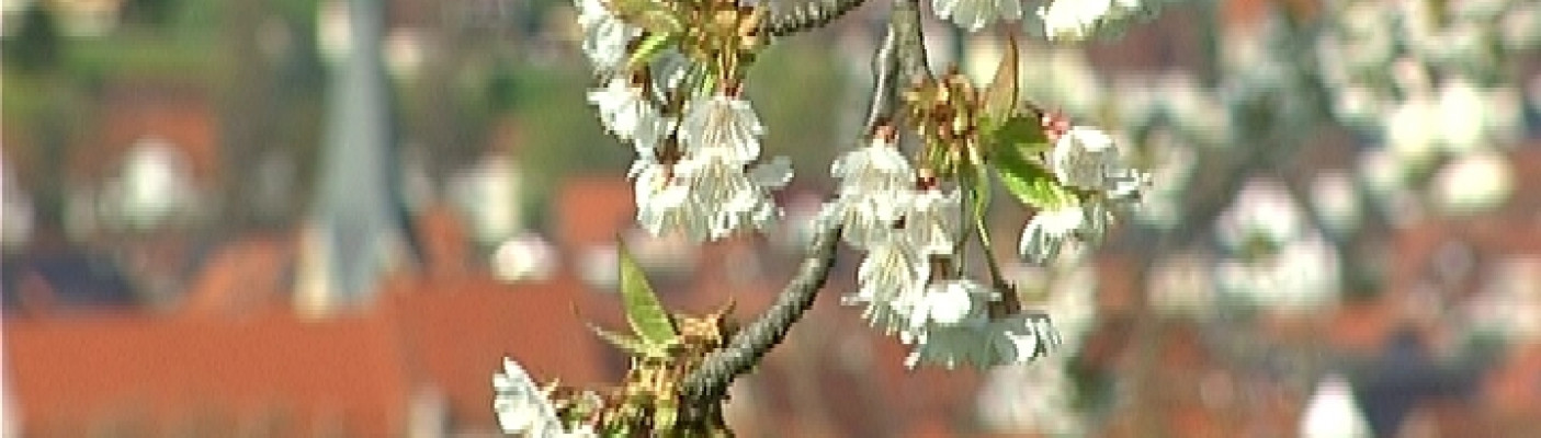 Kirschbaumblüte in Dettingen/Erms | Bildquelle: RTF.1
