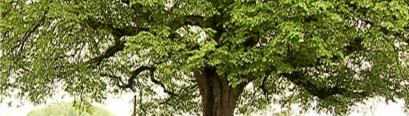 Baum mit Bank | Bildquelle: RTF.1