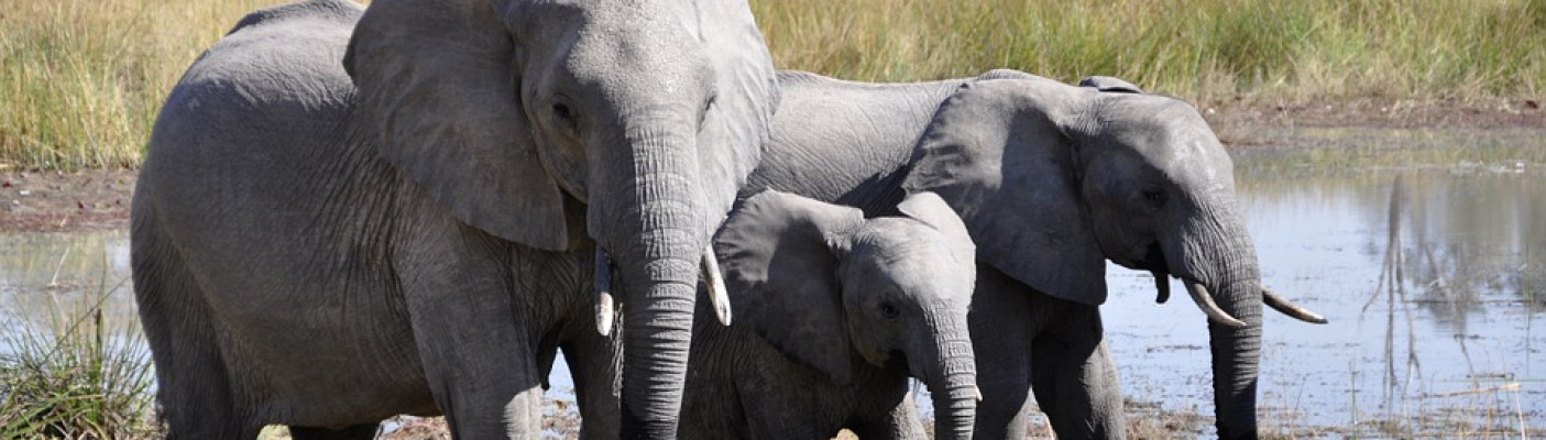 Elefanten Okavango-Delta | Bildquelle: Pixabay