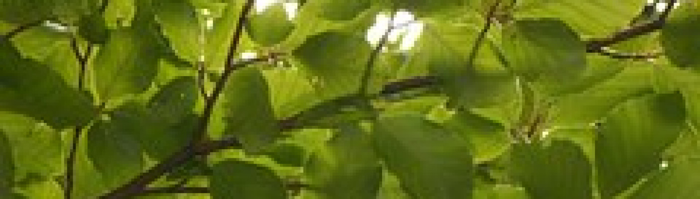 Zweige mit grünem Laub, Buche, Halbclose | Bildquelle: Pixabay