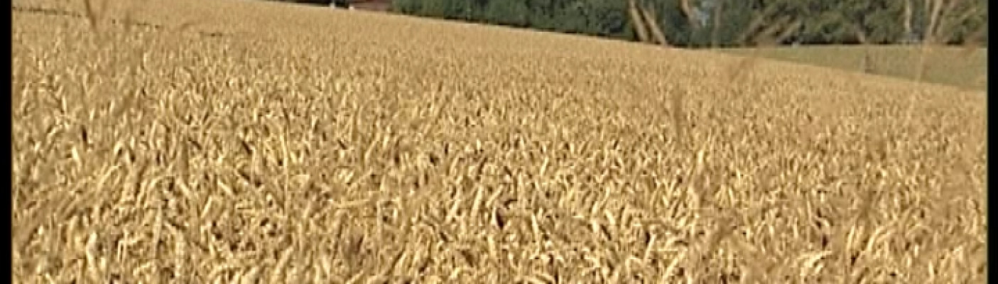 Getreide | Bildquelle: RTF.1