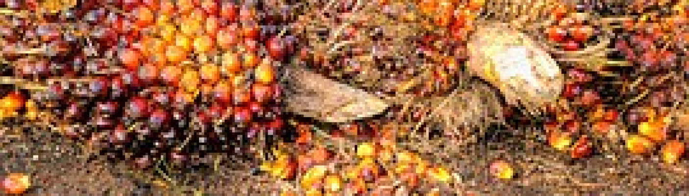 Palmöl - Früchte auf Boden liegend | Bildquelle: Pixabay.com