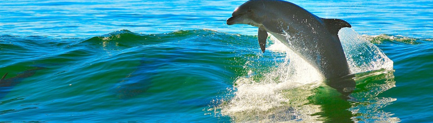 Delfin | Bildquelle: Pixabay.com