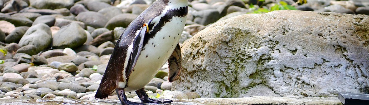 Humboldt-Pinguin | Bildquelle: pixabay.com