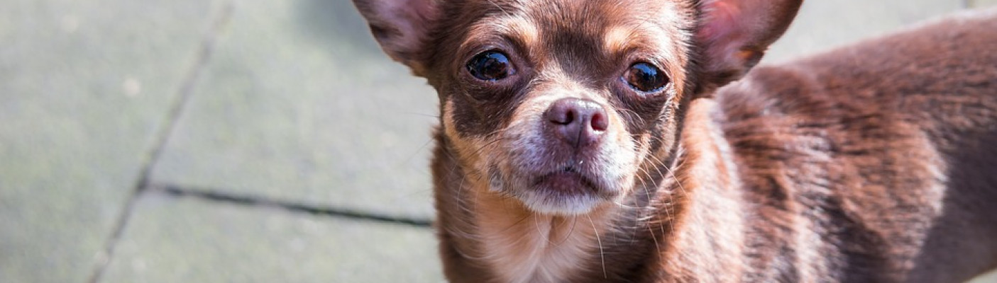 Chihuahua | Bildquelle: pixabay.com
