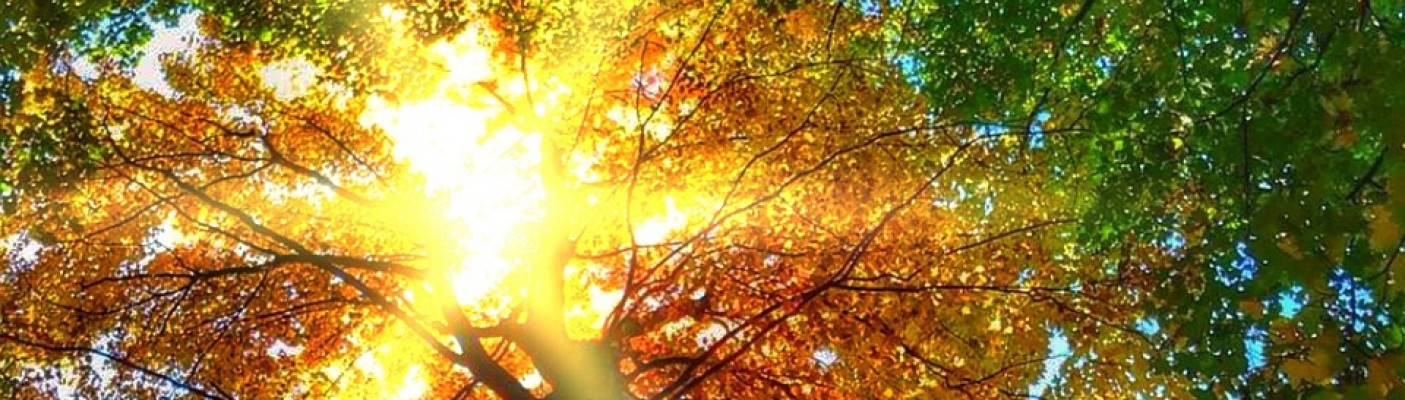 Sonne bricht durch Laubwaldkrone | Bildquelle: Pixabay.com