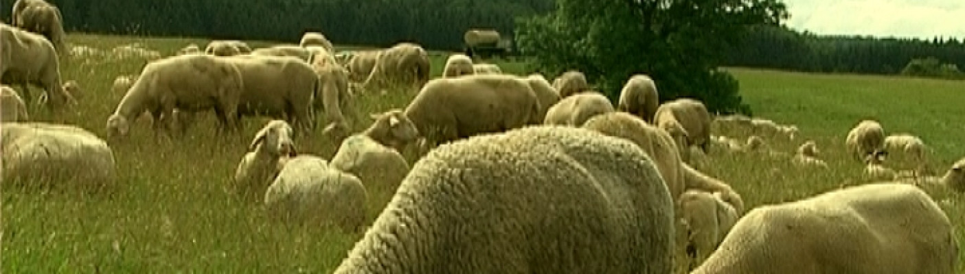 Schafe im Biosphärengebiet Schwäbische Alb | Bildquelle: RTF.1