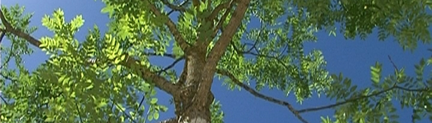 Schnurbäume im Bürgerpark | Bildquelle: RTF.1