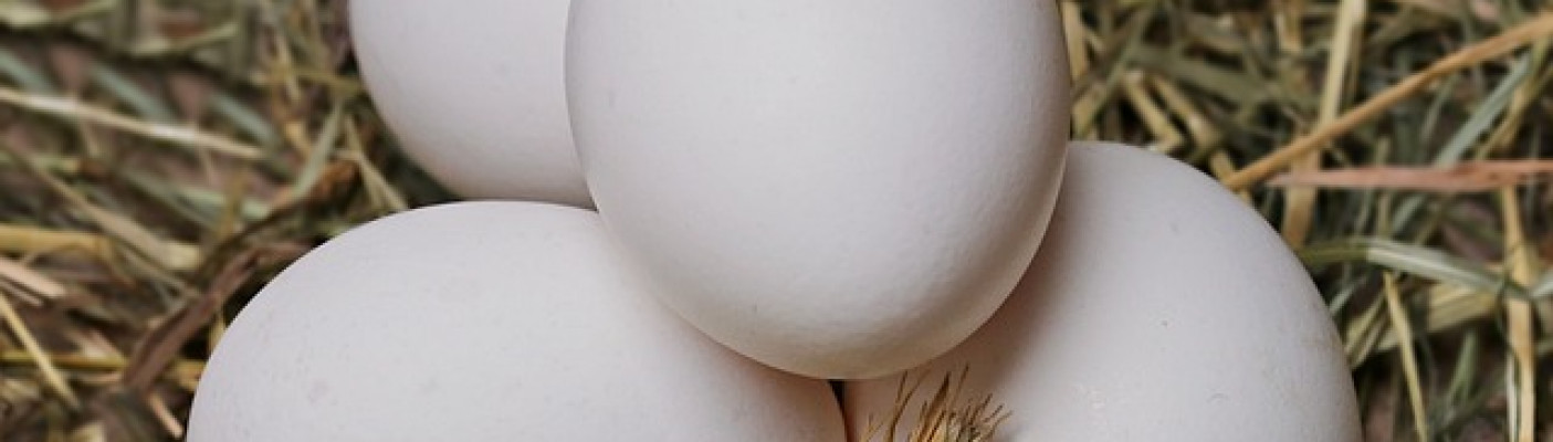 Weisse Eier auf Stroh | Bildquelle: Pixabay.de