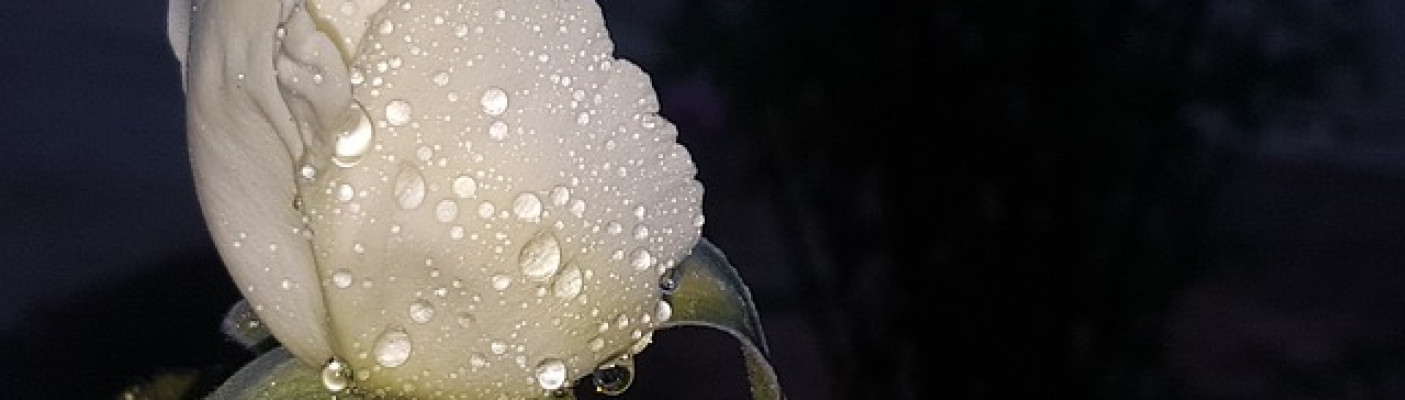 Weiße Rose | Bildquelle: Pixabay.de