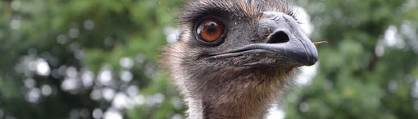 EMU | Bildquelle: Pixarbay