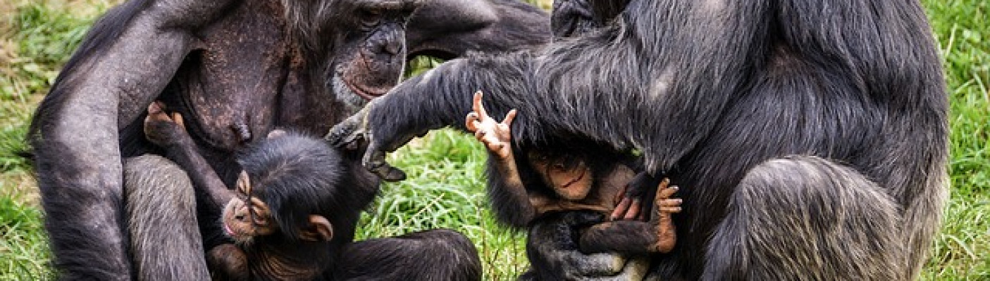 Schimpansen | Bildquelle: Pixabay.de