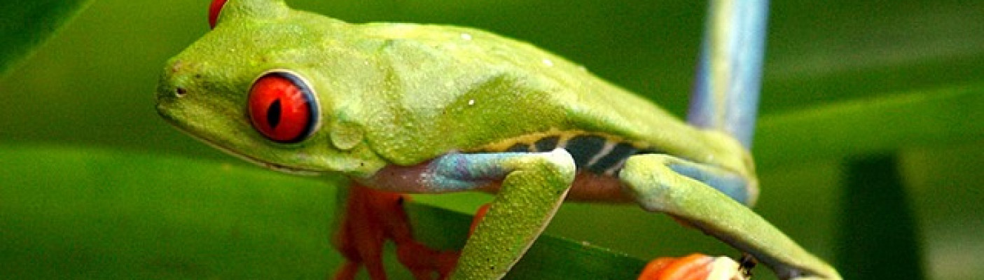 Tropischer Frosch | Bildquelle: Pixabay.de