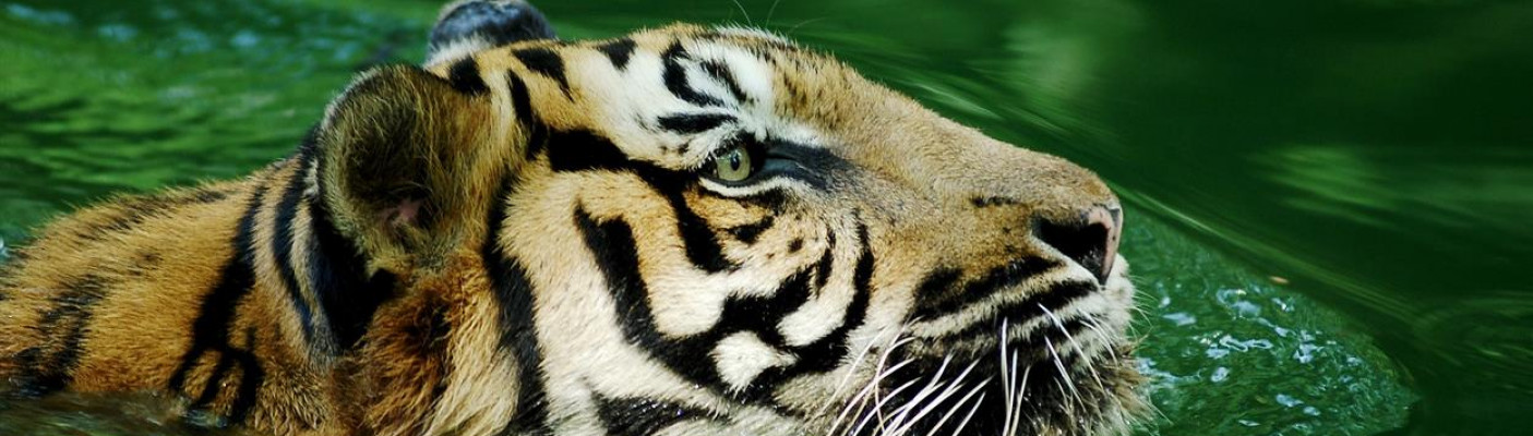 Malaiischer Tiger | Bildquelle: Bild von Razlisyam Razali auf Pixabay 