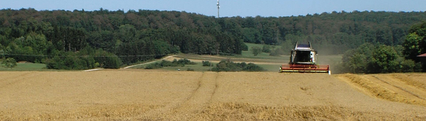 Mähdrescher bei der Getreideernte  | Bildquelle: RTF.1