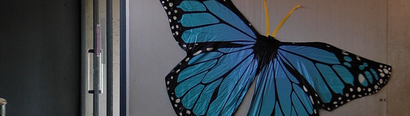 Schmetterling | Bildquelle: RTF.1