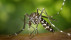 Asiatische Tigermücke | Bildquelle: Pixabay.com