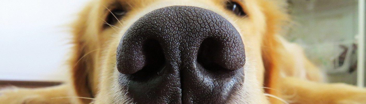 Hund mit Schnauze! | Bildquelle: Pixabay