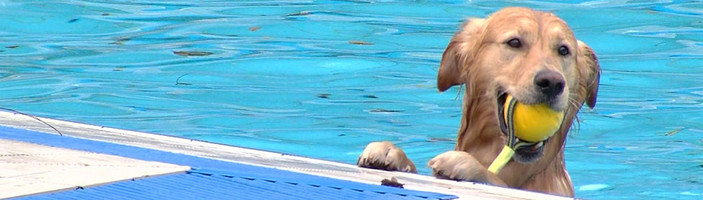 Hundeschwimmen | Bildquelle: RTF.1