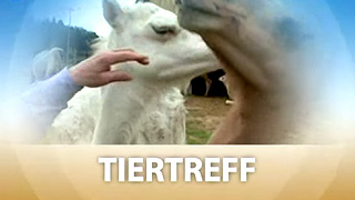 Tiertreff